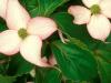 Dogwood Blossoms Seabeck Washington